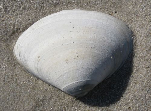 Atlantic surf clam Long Beach Island Spisula solidissima