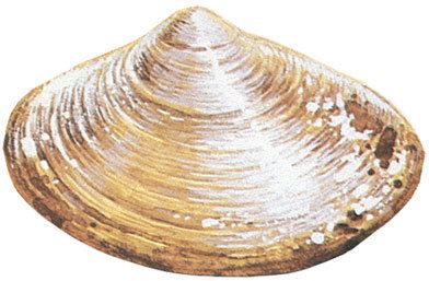 Atlantic surf clam - Wikipedia
