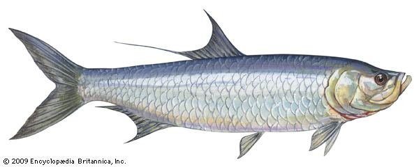 Atlantic tarpon Atlantic tarpon fish Britannicacom