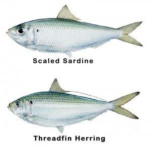 Atlantic thread herring Atlantic Thread Herring 7364 UPSTORE