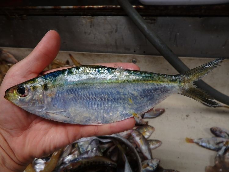 Atlantic thread herring Largest Herring Caught Images Guru