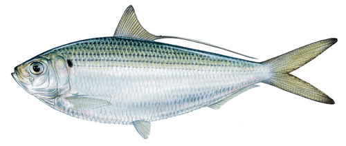 Atlantic thread herring ATLANTIC THREAD HERRING iFish4life