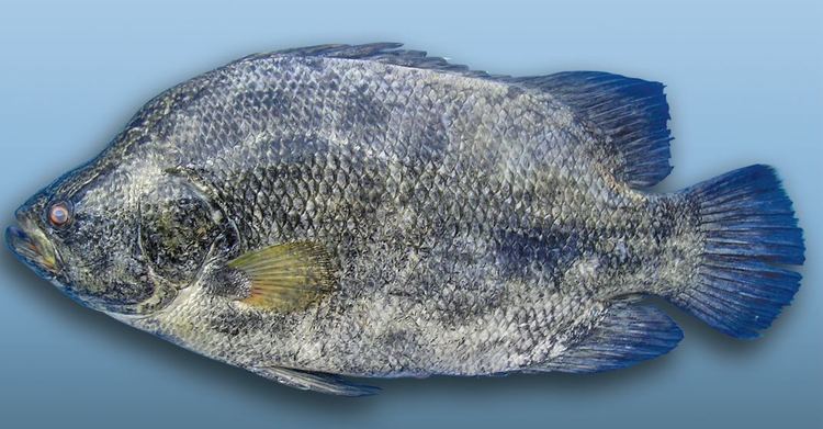 Atlantic tripletail Atlantic Tripletail or Blackfish Mississippi saltwater fish