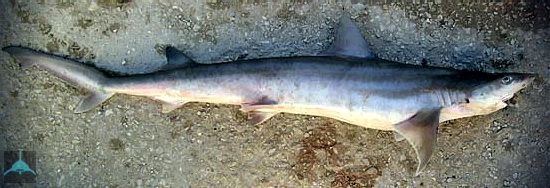 Atlantic weasel shark akullyruvidykunji9Paragaleus20pectoralispar