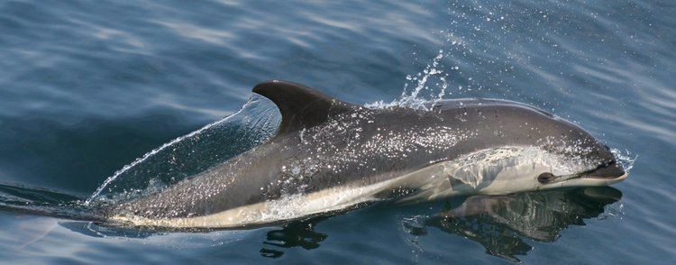 Atlantic white-sided dolphin Atlantic WhiteSided Dolphin Species Guide WDC