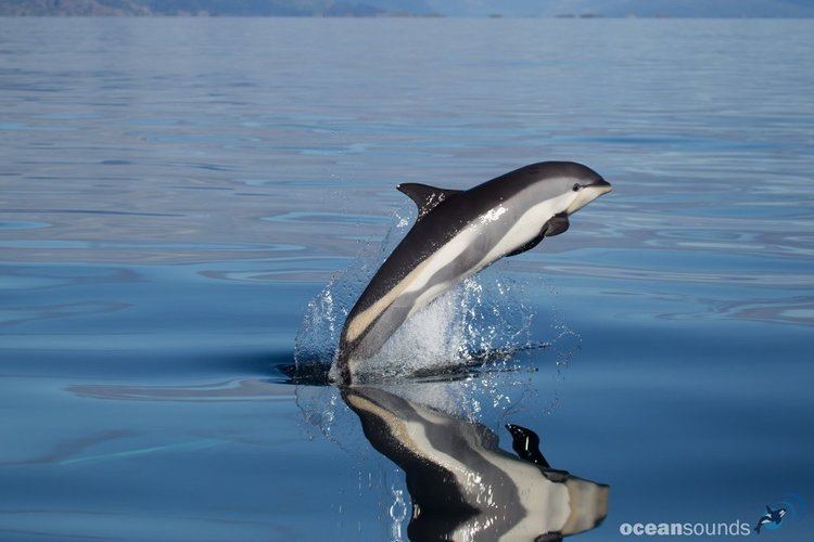 Atlantic white-sided dolphin oceansoundsorgwpcontentgallerylofotenatlant