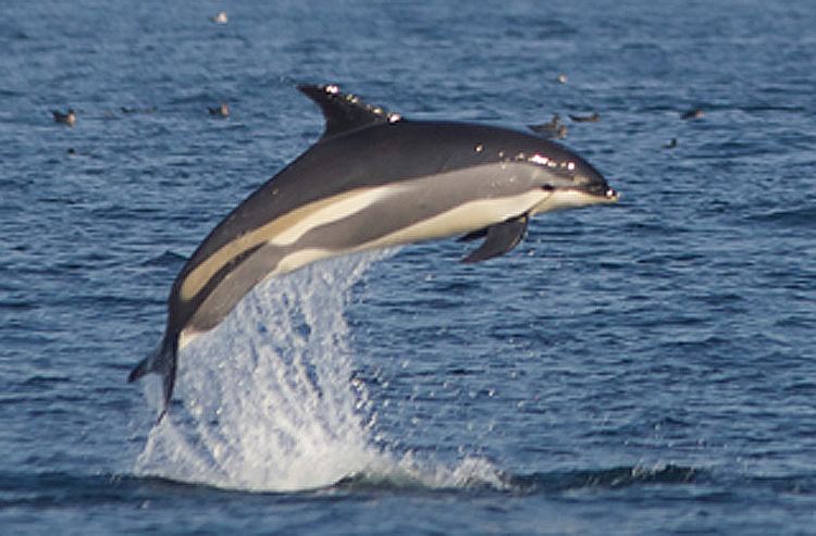 Atlantic white-sided dolphin Atlantic Whitesided Dolphin photos