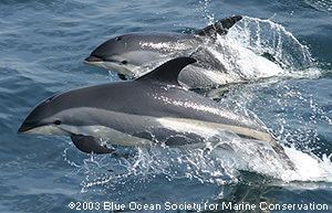 Atlantic white-sided dolphin Atlantic Whitesided Dolphins Lagenorhynchus acutus MarineBioorg