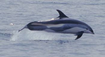 Atlantic white-sided dolphin Atlantic White Sided Dolphin Dolphin Facts And Guide Types Of
