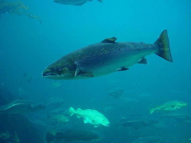 Atlantic whitefish Atlantic Whitefish Archives Friends of Nature Conservation Society