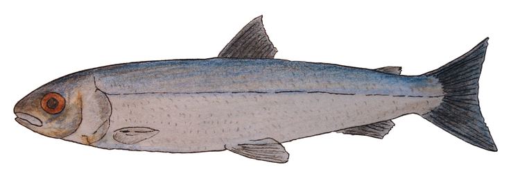 Atlantic whitefish Atlantic Whitefish