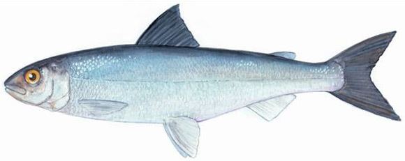 Atlantic whitefish Species at Risk Public Registry Recovery Strategy for the Atlantic
