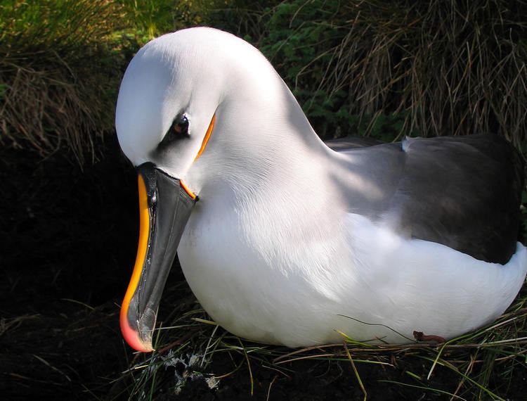 Atlantic yellow-nosed albatross Yellownosed Albatross Audubon Field Guide