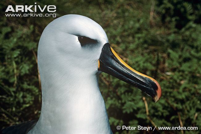 Atlantic yellow-nosed albatross Atlantic yellownosed albatross videos photos and facts