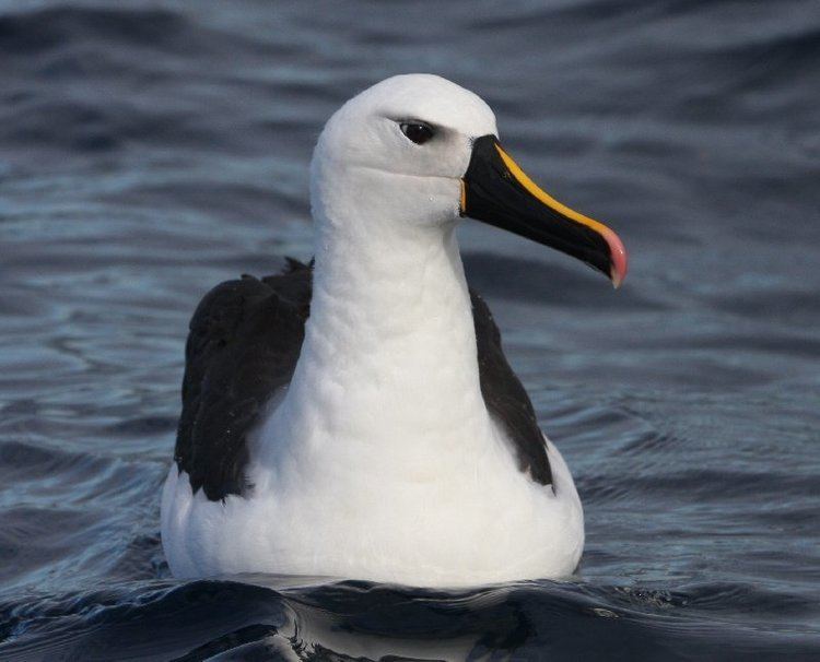 Atlantic yellow-nosed albatross Surfbirds Online Photo Gallery Search Results