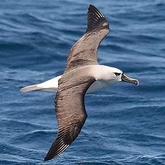 Atlantic yellow-nosed albatross Thalassarche chlororhynchos Atlantic yellownosed albatross Yellow