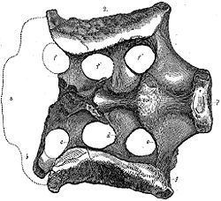 Atlantosaurus httpsuploadwikimediaorgwikipediacommonsthu