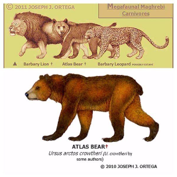 Atlas bear Extinct Atlas bear filmed in Algeria Strange Sounds