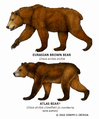 Atlas bear Atlas Bear Ursus arctos crowtheri