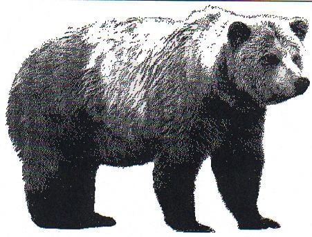 Atlas bear Atlas Bear Facts Habitat Pictures Range and Diet Extinct Animals