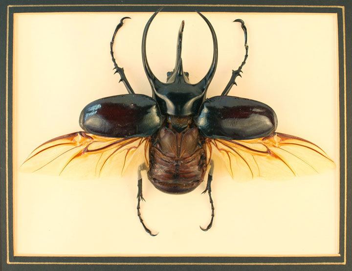 Atlas beetle Atlas Beetle Object Lessons Natural World Earth