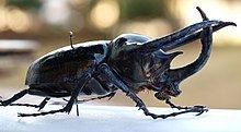 Atlas beetle httpsuploadwikimediaorgwikipediacommonsthu