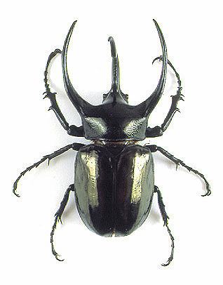 Atlas beetle godofinsectscom Atlas Beetle Chalcosoma spp