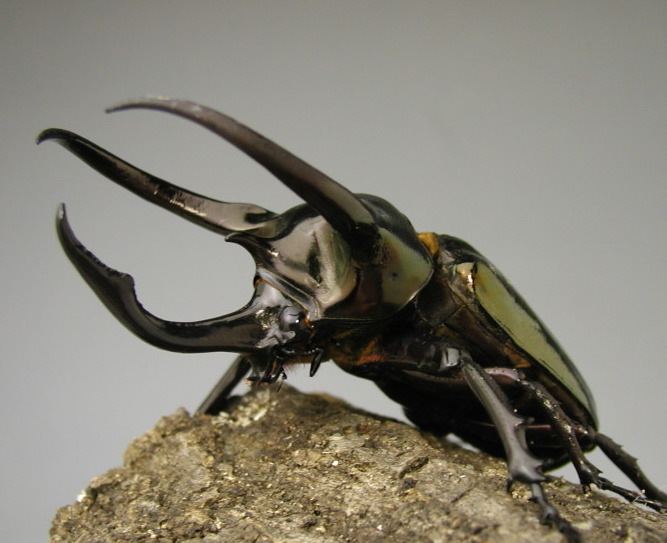 Atlas beetle Beetle Chalcosoma spp