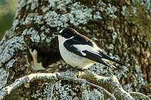 Atlas pied flycatcher httpsuploadwikimediaorgwikipediacommonsthu