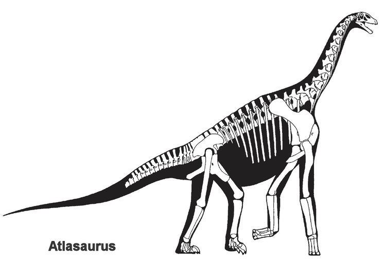 Atlasaurus Sauropods Macronaria General Fossil Discussion The Fossil Forum