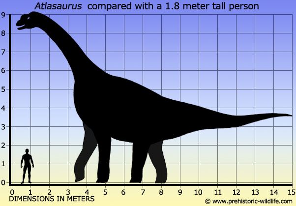 Atlasaurus Atlasaurus