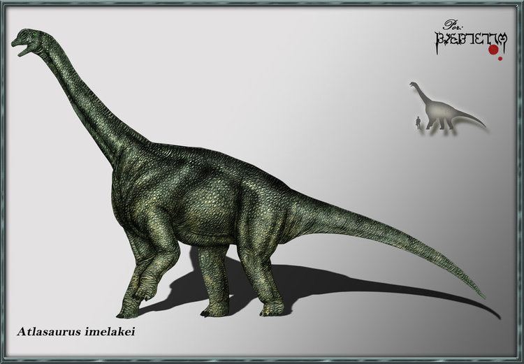 Atlasaurus atlasaurus DeviantArt