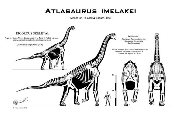 Atlasaurus Atlasaurus imelakei skeletal by PaleoKing on DeviantArt
