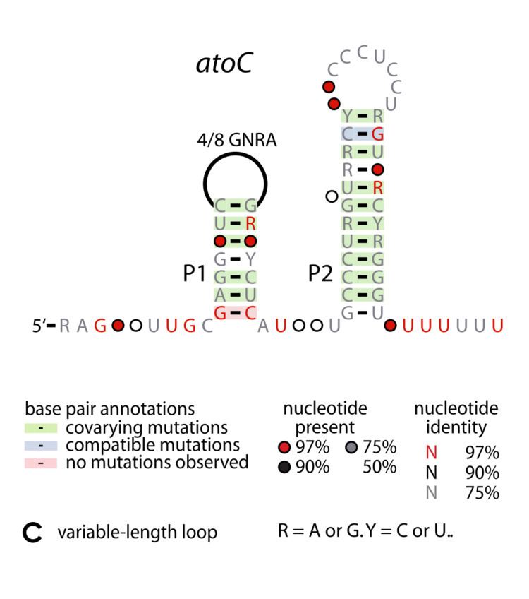 AtoC RNA motif