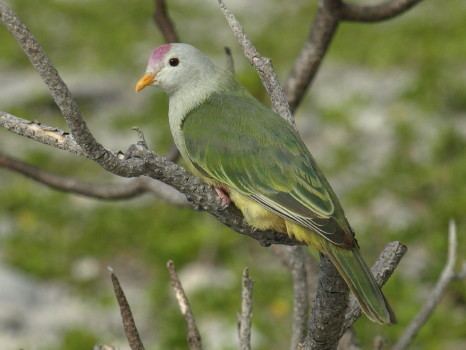 Atoll fruit dove Surfbirds Online Photo Gallery Search Results