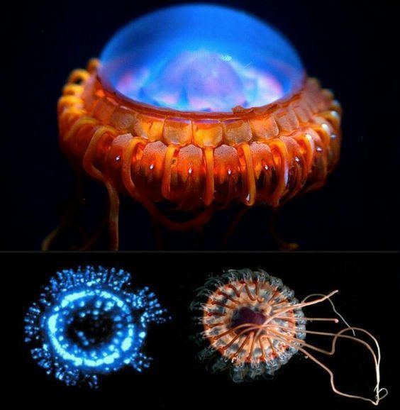 Atolla jellyfish Alarm jellyfish Atolla wyvillei also known as Atolla jellyfish or