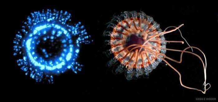 Atolla jellyfish Real Monstrosities Atolla Jellyfish