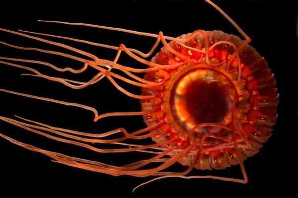 Atolla jellyfish Atolla jellyfish Wikipedia