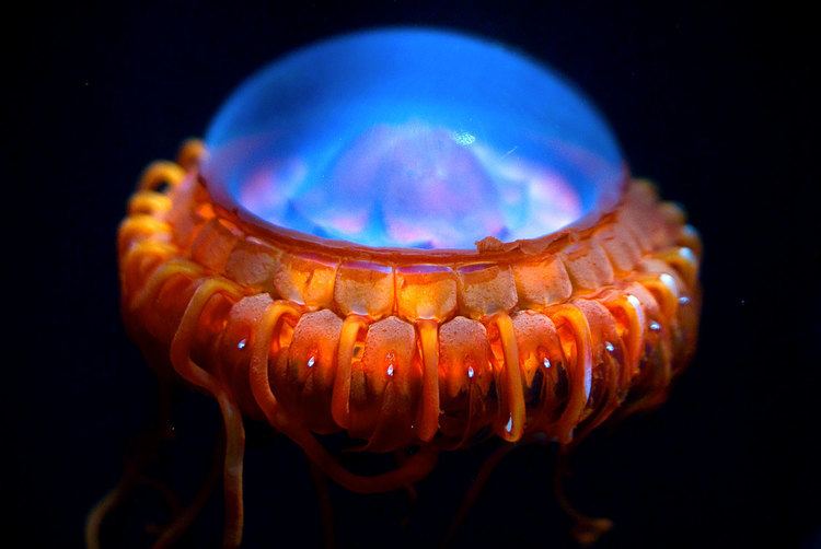 Atolla jellyfish Bright Lights Big Jelly Featured Creature