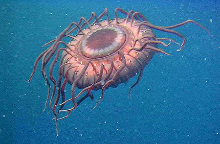 Atolla jellyfish Real Monstrosities Atolla Jellyfish
