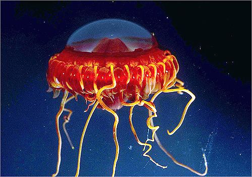 Atolla jellyfish atolla wyvillei Tumblr