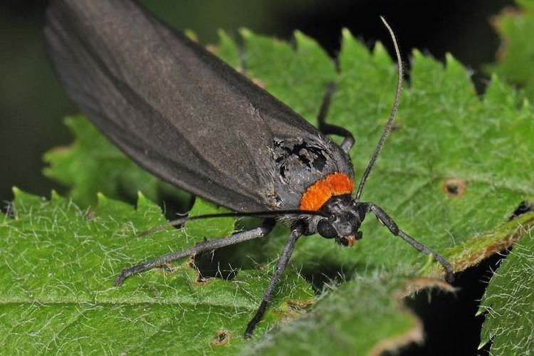 Atolmis rubricollis Rednecked Footman Atolmis rubricollis UKMoths