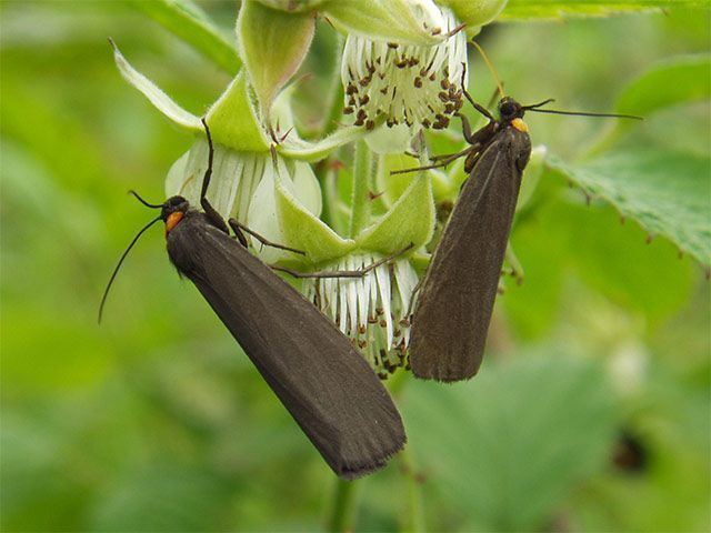 Atolmis rubricollis Rednecked Footman Atolmis rubricollis UKMoths