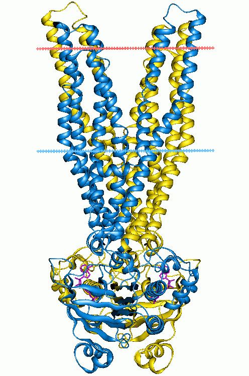 ATP-binding domain of ABC transporters