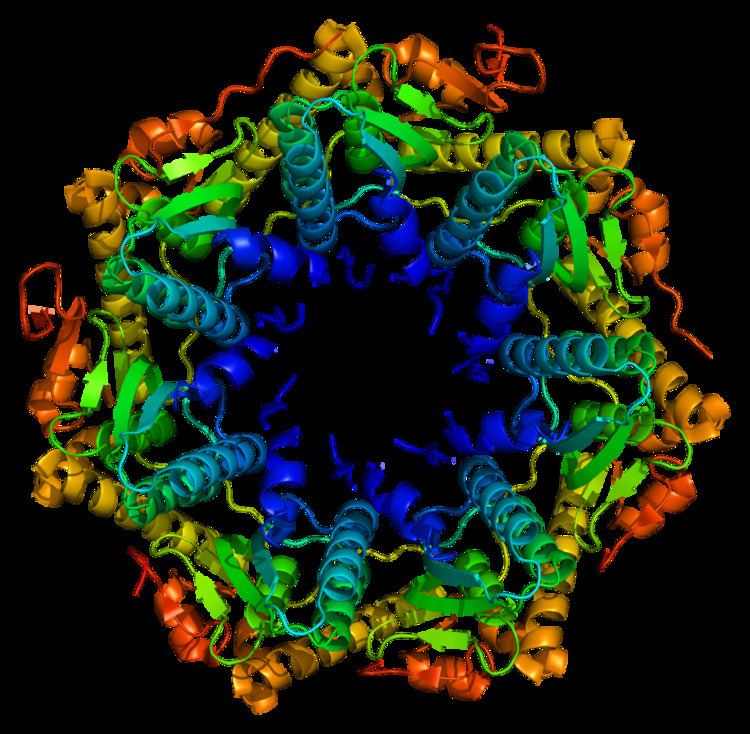 ATP-dependent Clp protease proteolytic subunit