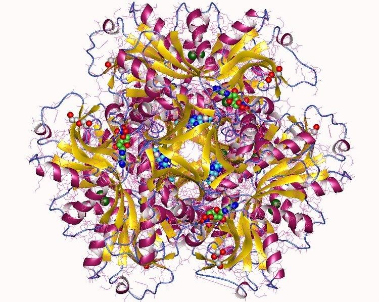 ATP phosphoribosyltransferase