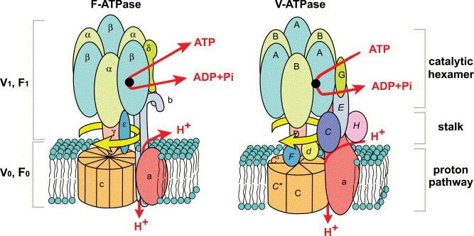 ATPase Diverse and essential roles of mammalian vacuolartype proton pump