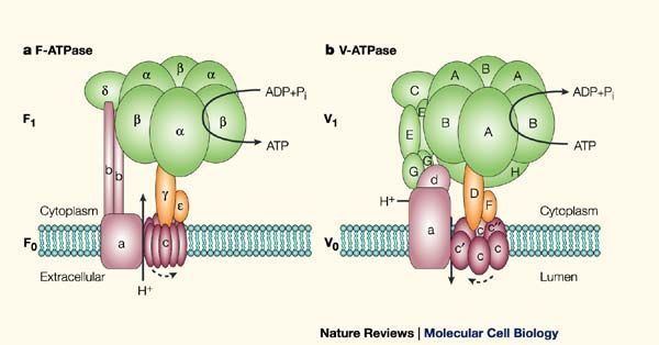 ATPase Figure 1 The significance of molecular slips in transport systems