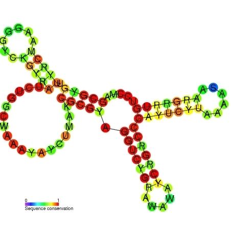 ATPC RNA motif