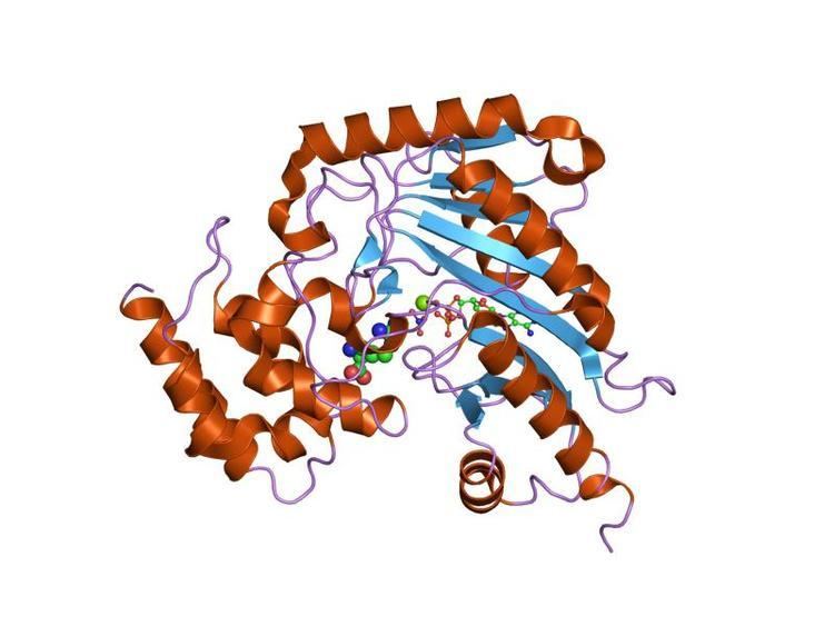 ATP:guanido phosphotransferase family